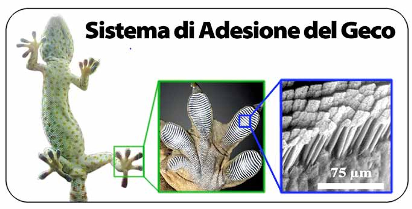 Schema del sistema di adesione del geco, con l'ingrandimento al microscopio delle lamelle